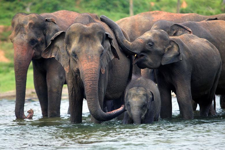 Meet the Gentle Giants